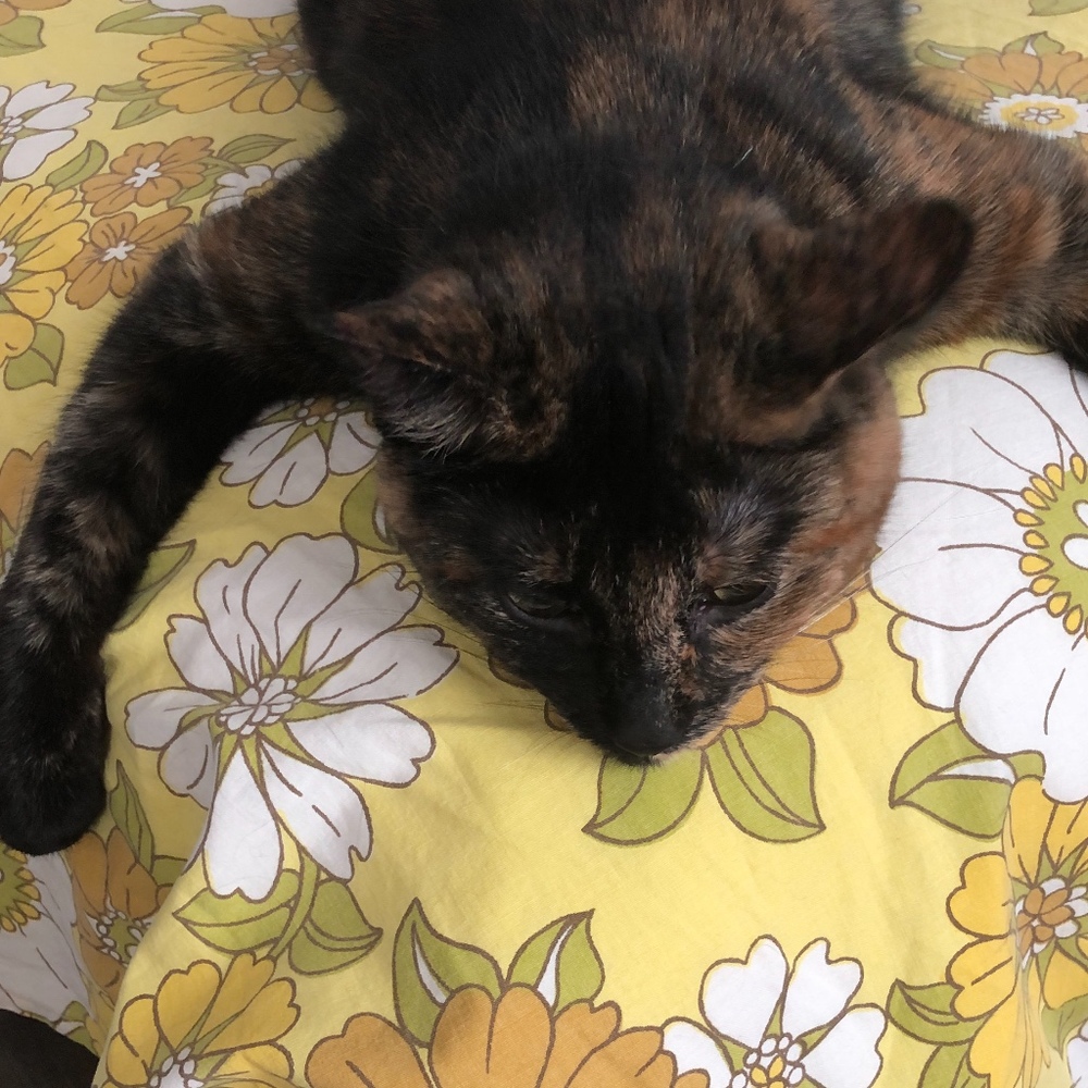 Meet your Posher, Posh